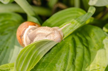 Yeşil yapraklarda sürünen büyük üzüm salyangozu..