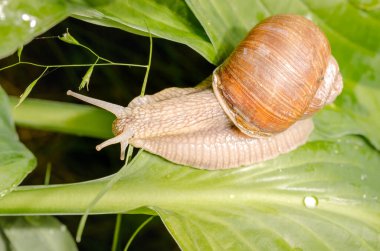Yeşil yapraklarda sürünen büyük üzüm salyangozu..