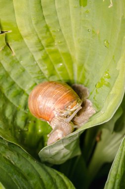 Yeşil yaprakta sürünen bir salyangoz. Güneşli yaz günü.