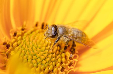 Arı güzel sarı bir çiçeği döller. Yaz çiçekleri.