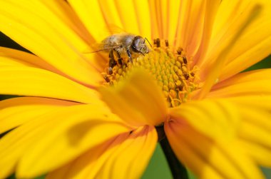 Arı sarı çiçeği döller. Böcekler.
