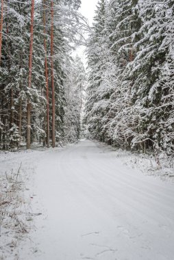 Karlı bir ormanda yol. Karlı önlerden oluşan güzel bir manzara