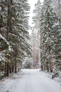 Karlı bir ormanda boş bir yol. Yoldaki karlı kış manzarası