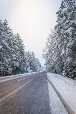 Ormanda karla kaplı asfalt yol. Kış ormanının içinden geçen yol.