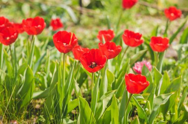 Bahçede açan bahar kırmızı laleleri. Üst görünüm