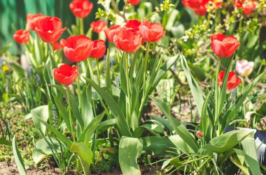 Güneşin ışıldadığı kırmızı laleli güzel doğa sahnesi. Bahar çiçekleri