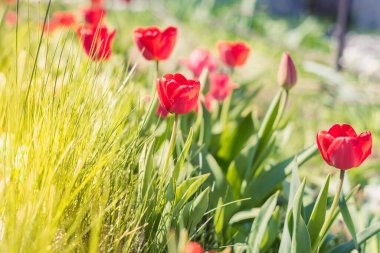 Güneşin ışıldadığı kırmızı laleli güzel doğa sahnesi. Bahar çiçekleri