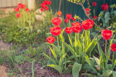 Güneşin ışıldadığı kırmızı laleli güzel doğa sahnesi. Bahar çiçekleri