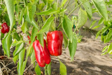 Bitkinin üstünde kırmızı biber. Bahçıvanlık