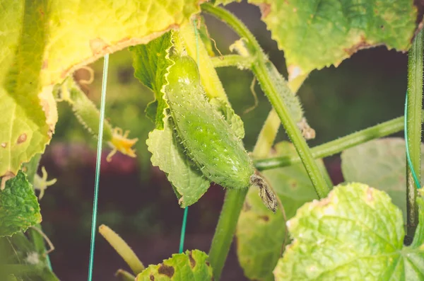 Cucumber grows on the plant. Gardening. Agriculture