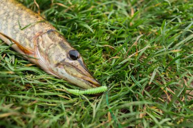 Mızrağın ucunda silikon bir yemle çimlerin üzerinde yatarken yakalandı. Üst görünüm.