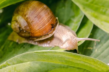 Yeşil yapraklarda sürünen büyük üzüm salyangozu..