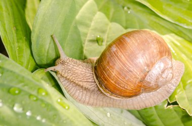 Büyük üzüm salyangozu çiğ damlalarıyla yeşil yaprakların üzerinde sürünüyor..