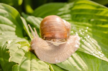Yeşil yapraklarda sürünen büyük üzüm salyangozu..