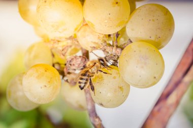 Arılar olgun yeşil üzümleri yerler. Böcekler dutları yok eder.