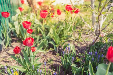 Bahçede açan bahar kırmızı laleleri. Üst görünüm