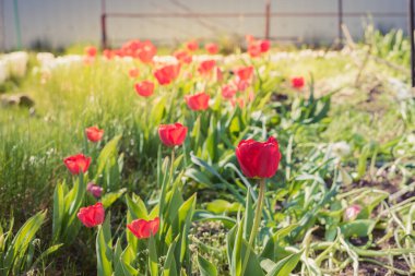 Güneşin ışıldadığı kırmızı laleli güzel doğa sahnesi. Bahar çiçekleri