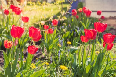 Çiçek açan kırmızı laleler bahçede yetişir. Bahar çiçekleri.