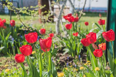 Güneşin ışıldadığı kırmızı laleli güzel doğa sahnesi. Bahar çiçekleri