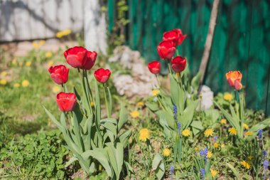 Güneşli bir günde kırmızı lale çayırı. Bahar çiçekleri.