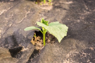 Salatalık filizleri topraktan çıkar. Tarım.