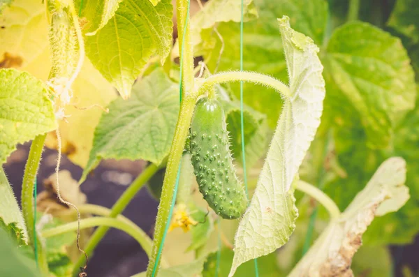 Cucumber grows on the plant. Gardening. Agriculture