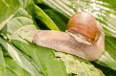 Islak yapraklarda sürünen üzüm salyangozu..