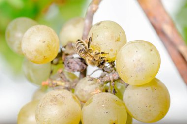 Arılar bahçede olgun tatlı üzümleri yerler. Böcekler dutları yok eder