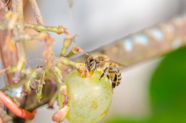 Arılar bahçede olgun üzümleri yerler..