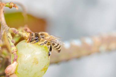 Arılar olgun yeşil üzümleri yerler. Böcekler dutları yok eder.