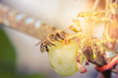 Arılar bahçede olgun tatlı üzümleri yerler. Böcekler dutları yok eder