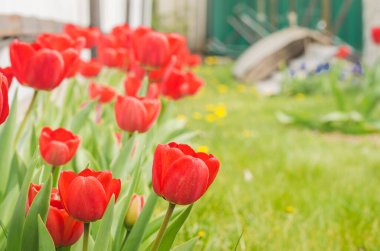 Güneşin ışıldadığı kırmızı laleli güzel doğa sahnesi. Bahar çiçekleri