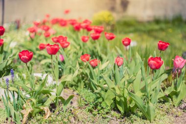 Çiçek açan kırmızı laleler bahçede yetişir. Bahar çiçekleri.