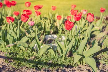Kırmızı laleleri olan güzel bir çayır. Bahar çiçekleri.