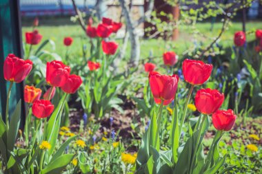 Güneşli bir günde kırmızı lale çayırı. Bahar çiçekleri.