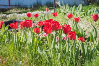 Güneşin ışıldadığı kırmızı laleli güzel doğa sahnesi. Bahar çiçekleri