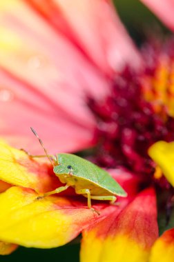 Yeşil böcek sarı kırmızı bir çiçekte sürünüyor. Bahçedeki böcek.. 
