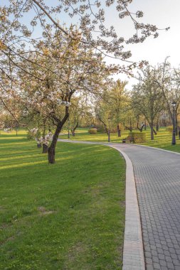 Yaz günü terk edilmiş güzel yeşil park.. 