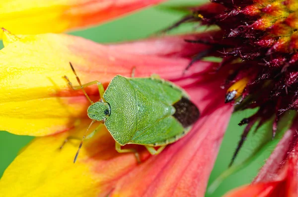 Palomena Prasina Red Yellow Flower Top View — Stock Photo, Image