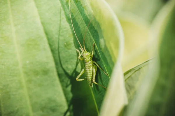Yaprağın Üzerinde Oturan Yeşil Çekirge Böcekler — Stok fotoğraf