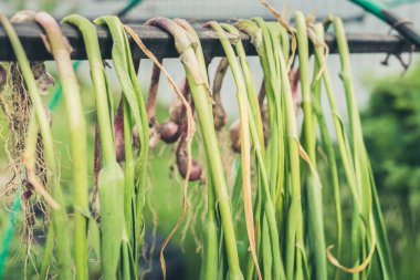 Bir avuç soğan dışarıda kurur. Bahçe konsepti.