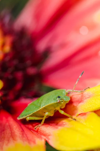 Palomena Prasina Κόκκινο Και Κίτρινο Λουλούδι Gaillardia — Φωτογραφία Αρχείου