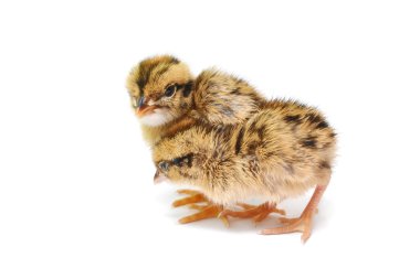 Bebek kuşlar dokumacı