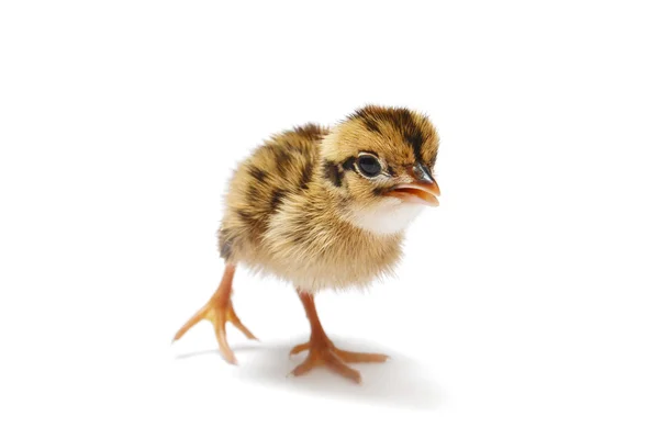 Babyvogels Stockfoto