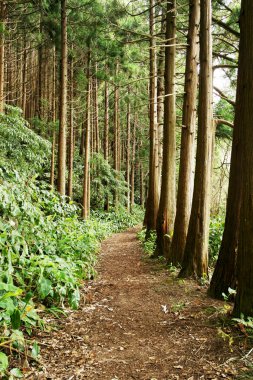 Orman demiryolu, Sao Miguel Island, Portekiz