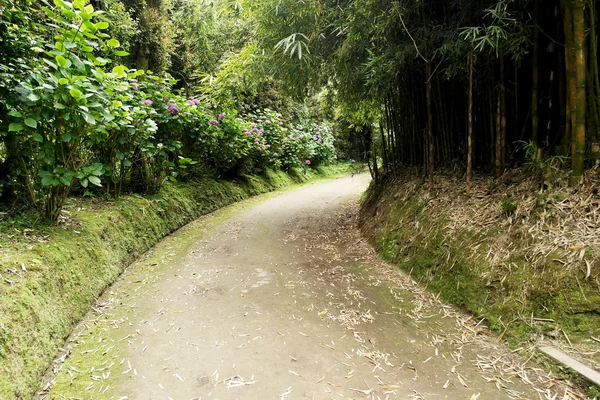 Parque Terra Nostra, Isla de Sao Miguel, Portugal —  Fotos de Stock