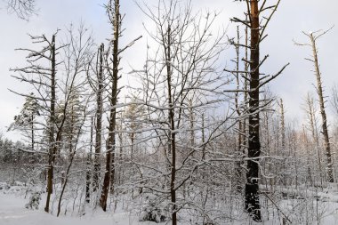 Paaskyla bataklık yolu rekreasyon etkinliği için