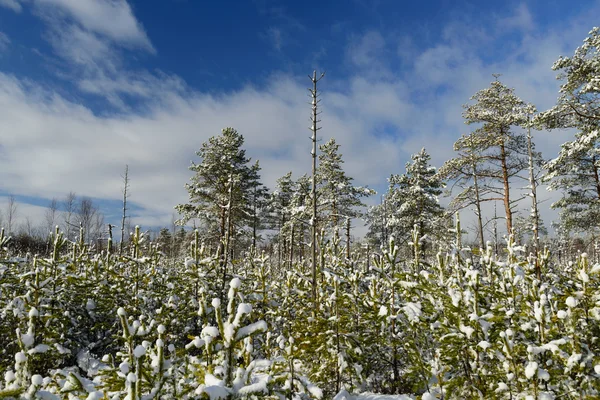 Paaskyla swamp path for recreation activity — Stock Photo, Image