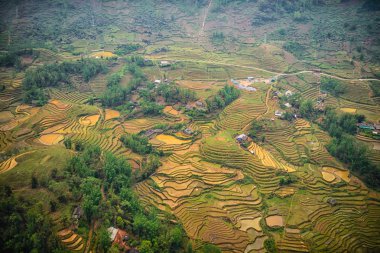 Pirinç tarlaları Kuzey Vietnam