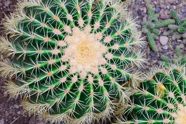 Echinocactus grusonii, Mehhiko — Stockfoto